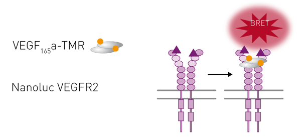 Fig. 3: Schematic of how BRET can be used to monitor VEGF interaction.