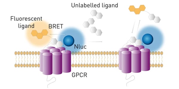 Fig. 10: Simplified schematic of a NanoBRET competition assay with GPCRs.