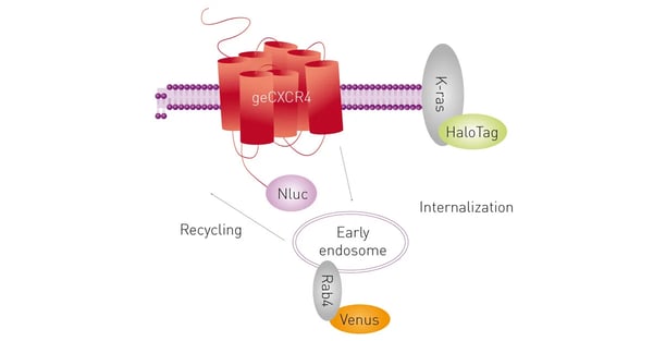 Fig. 11: NanoBRET multiplex assay. Cells expressing genome-edited CXCR4 fused to Nluc and transiently co-transfected with cDNA coding for HaloTag/K-ras and Rab4/Venus were used to study receptor internalisation and trafﬁcking induced by CXCL12 in the same cells.