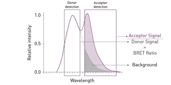 Fig. 2: The spectral overlap between Rluc and YFP in BRET1 generates high background noise, as part of the donor emission signal is quantified in the acceptor emission channel (dashed area).