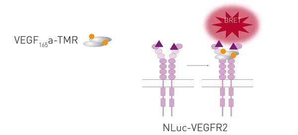 Fig. 6: Schematic of the NanoBRET assay used to study VEGF-TMR binding to NLuc-VEGFR2.