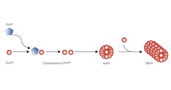 Fig. 3: Suggested replication model for prion proteins. Wild-type PrPC prion protein is converted to the pathological PrPSc prion protein isoform by a PrPSc template. PrPSc prion protein isoforms aggregate to form amyloid fibres.