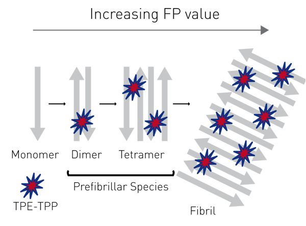 Fig. 7: Assay principle for monitoring preﬁbrillar amyloidogenic proteins with fluorescence polarization.
