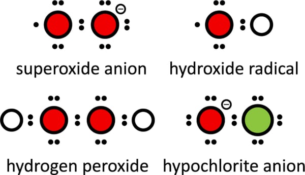 Figure 1: Examples of reactive oxygen species