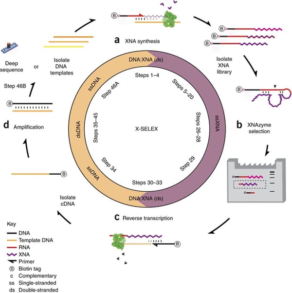 Fig. 1: Overview of X-SELEX. Source: https://www.google.com/url?sa=i&url=https%3A%2F%2Fwww.nature.com%2Farticles%2Fnprot.2015.104%3Ffoxtrotcallback%3Dtrue&psig=AOvVaw0Ajba1Il74fUPV-u8S9gcD&ust=1637313938651000&source=images&cd=vfe&ved=0CAsQjRxqFwoTCNizu_vLofQCFQAAAAAdAAAAABAI