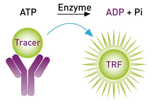 Fig. 5: Schematic of the Transcreener ADP2 TR-FRET assay
