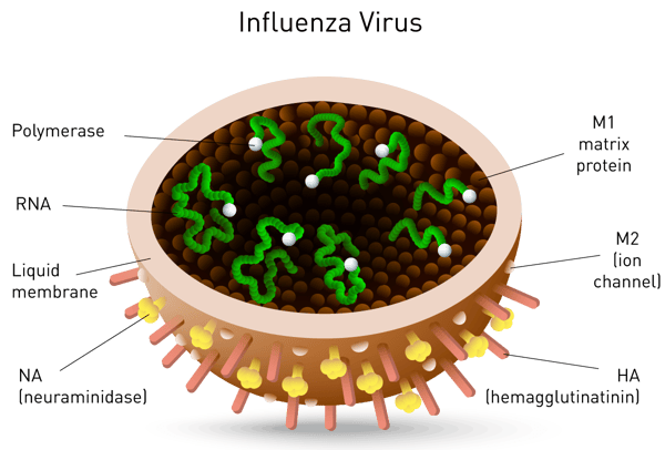 Figure 10: Structure of the influenza virus.