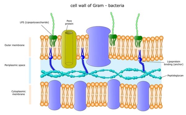 Fig. 1: Gram-negative bacteria are characterised by two membranes: the inner and the outer membrane. The latter separates the bacterial cell wall from the external environment and includes LPS or endotoxins.