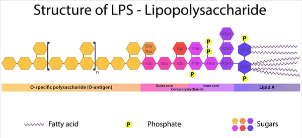 Fig. 2: General structure of LPS endotoxins.