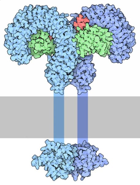 Fig. 4: TLR4 (blue) - MD2 (green) dimer complex bound to the Lipid A (red) component of endotoxins. The TLR4 transmembrane domain is shown schematically. Author: David Goodsell.