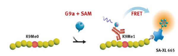 Fig. 1: HTRF G9a Histone H3K9 mono-Methylation Assay Principle.