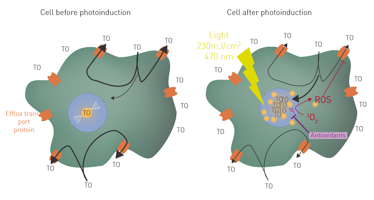 Fig. 1:  Model of AOP1 in homeostatic cell. A) in a homeostatic cell, TO is mainly removed by efflux transport, limiting its access to nucleic acids (low fluorescence). B) TO  photoinduction leads to the generation of ROS which stops its efflux triggering high fluorescence. Antioxidants may inhibit this process maintaining fluorescence low.