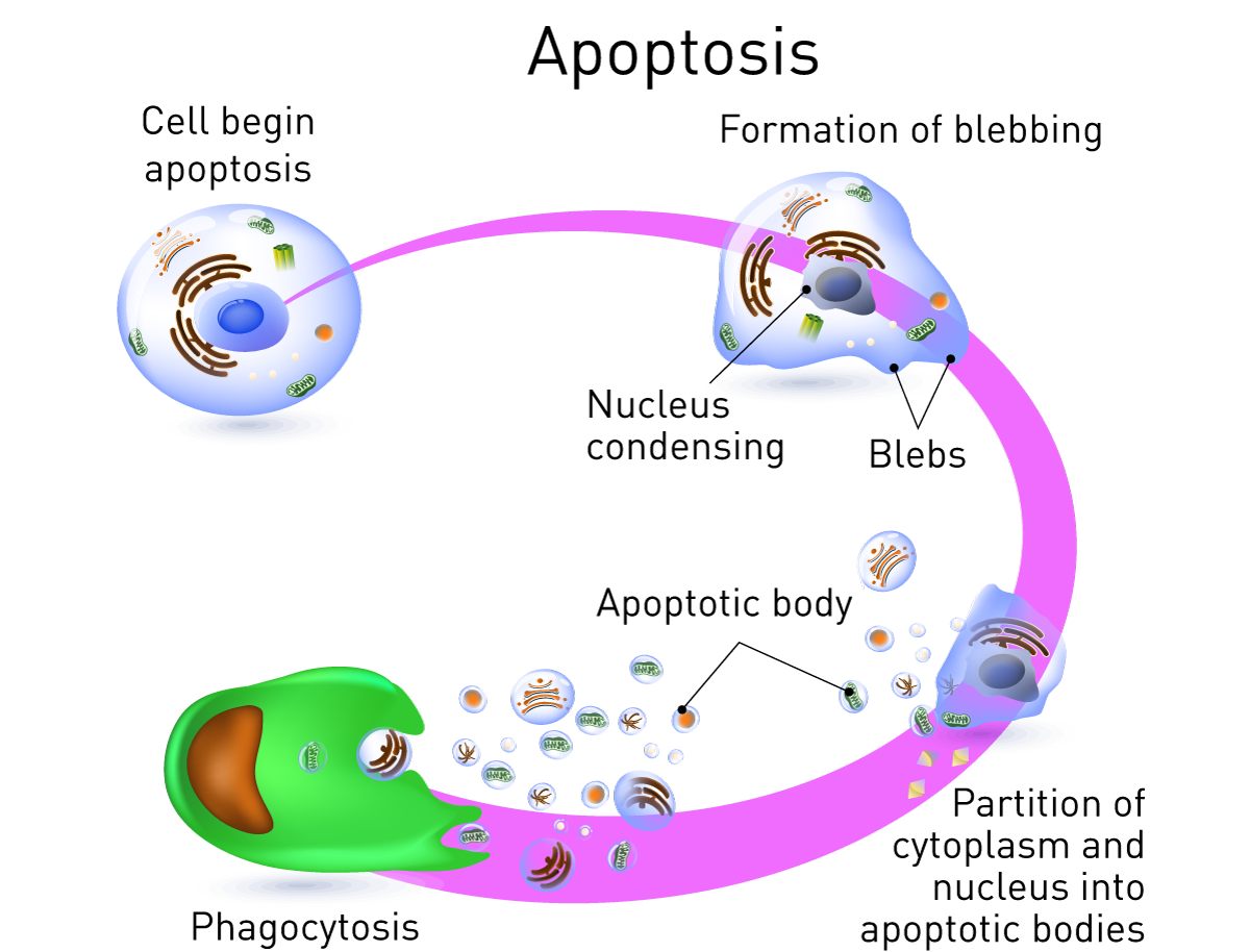 Апоптоз блеббинг. Апоптоз клетки. Апоптоз гифка. Апоптоз это в биологии. Содержит ферменты осуществляющие апоптоз