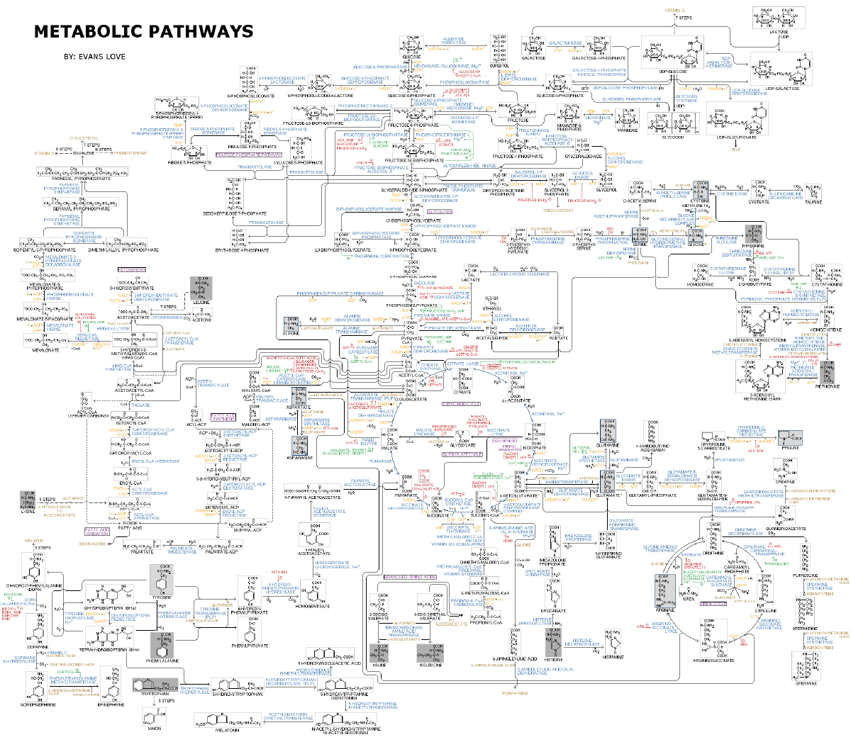 Fig. 1: Bird's Eye view of Metabolic Pathways. Author Evans Love, source and license https://commons.wikimedia.org/wiki/File:Human_Metabolism_-_Pathways.jpg