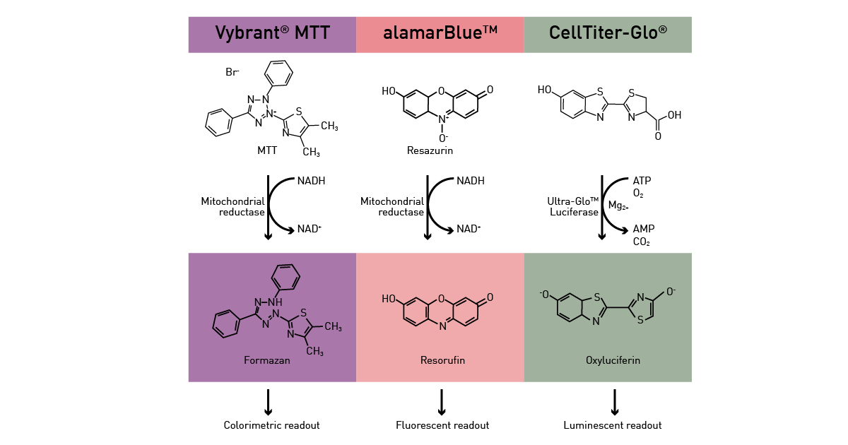 cell-metabolism-fig12Fig. 12: Assay principle of three viability assays: metabolic reactions catalyse the turnover of colorimetric (Vybrant MTT), fluorescent (alamarBlue) and luminescent (CellTiter-Glo) readouts.