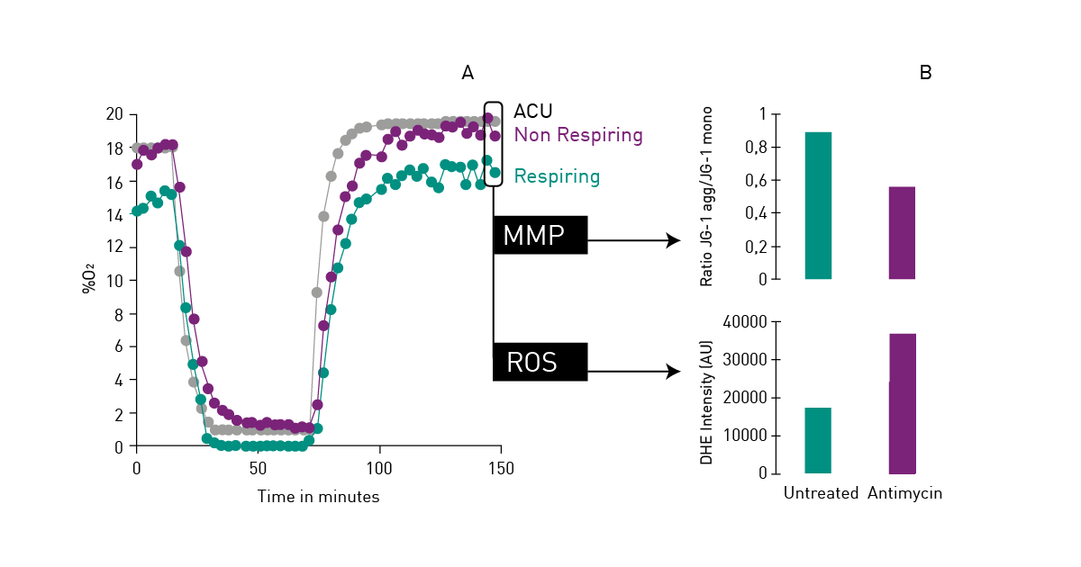 Fig. 13: Multiparametric analysis of cells during an in vitro ischemia-reperfusion experiment with parallel monitoring of changes in mitochondrial membrane potential (MMP) and ROS.