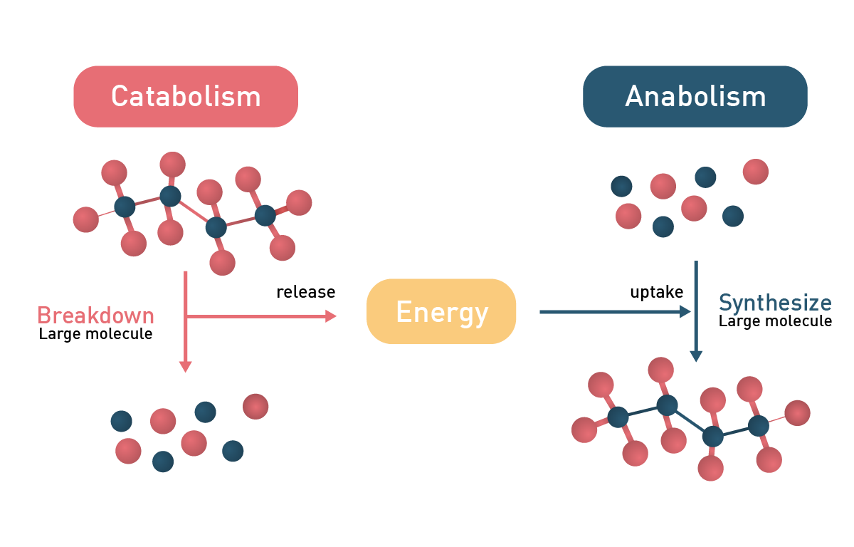 Fig. 2: Difference between catabolic and anabolic reactions.