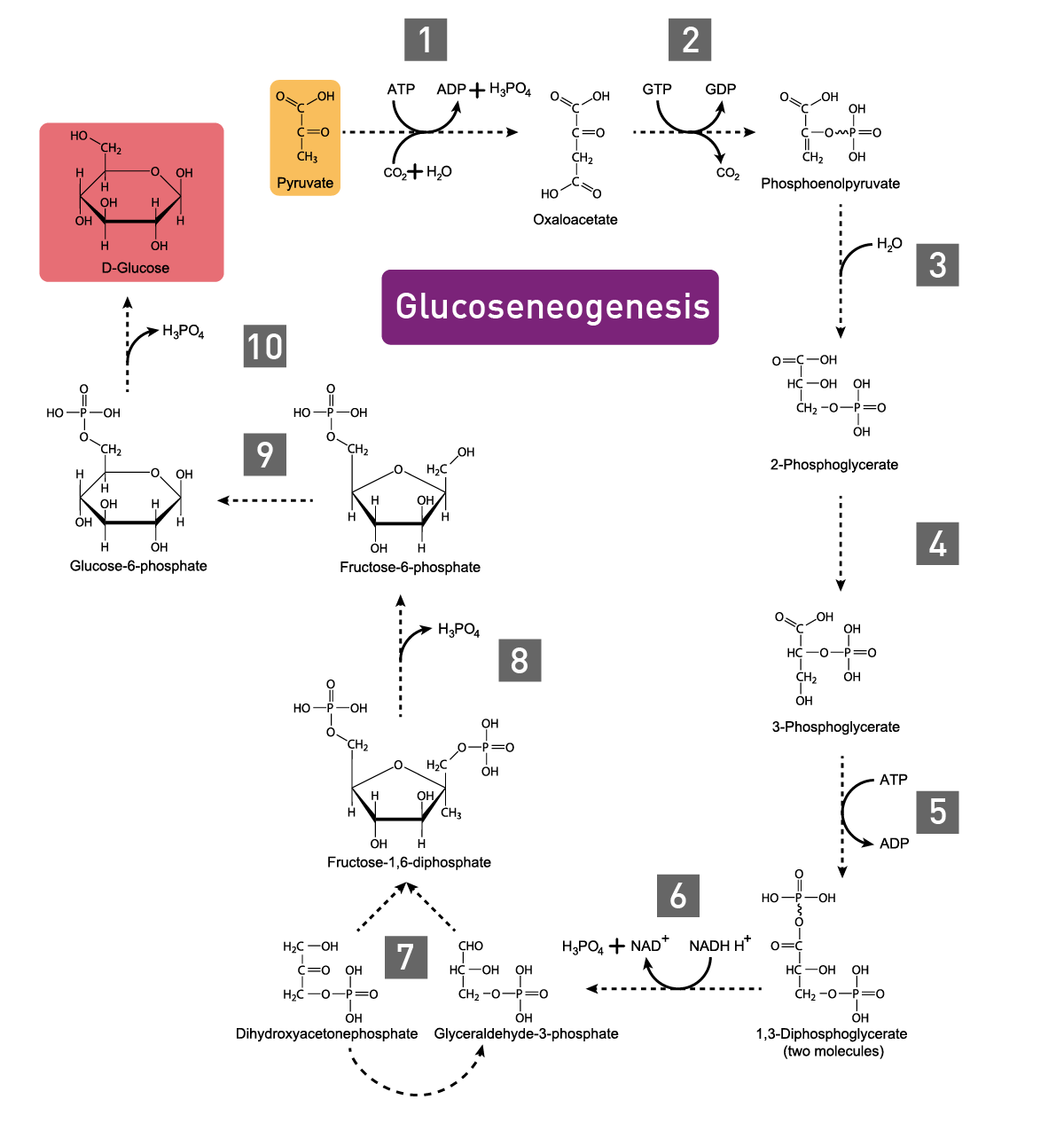 Fig. 3: the gluconeogenesis metabolic pathway