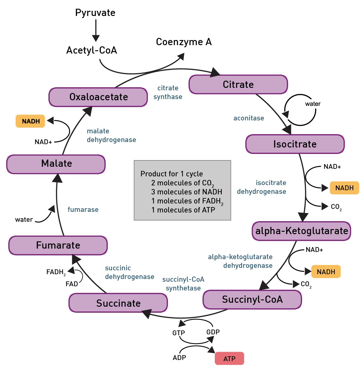 Fig. 6: the tricarboxylic acid cycle