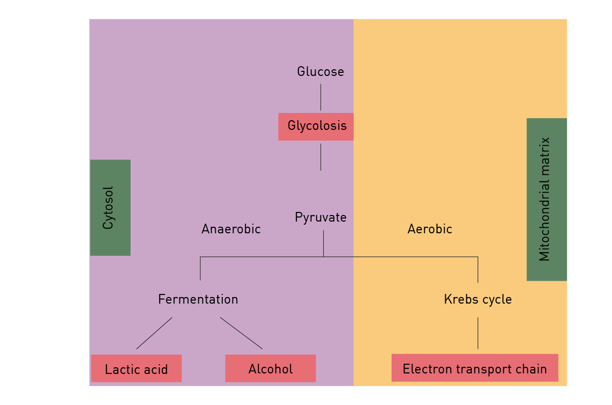 Fig. 8: Schematic of aerobic vs. anaerobic pathways of cellular respiration