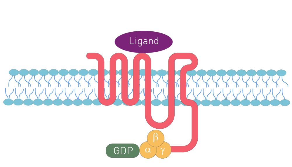 Fig.1: A GPCR seven-pass transmembrane receptor.