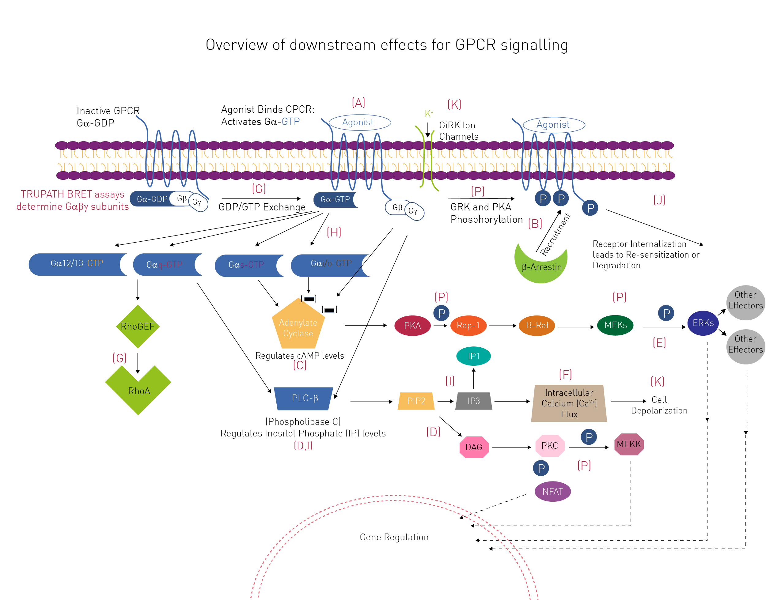 Fig.2: Overview of selected downstream effects of GPCR signaling.