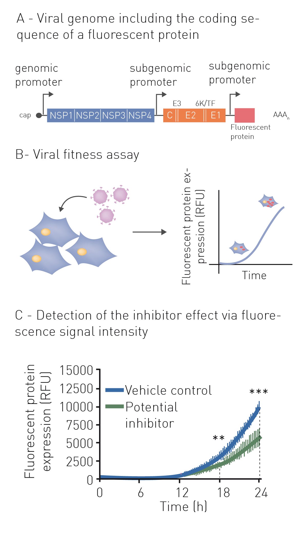 Studying Virus Replication with Fluorescence Microscopy