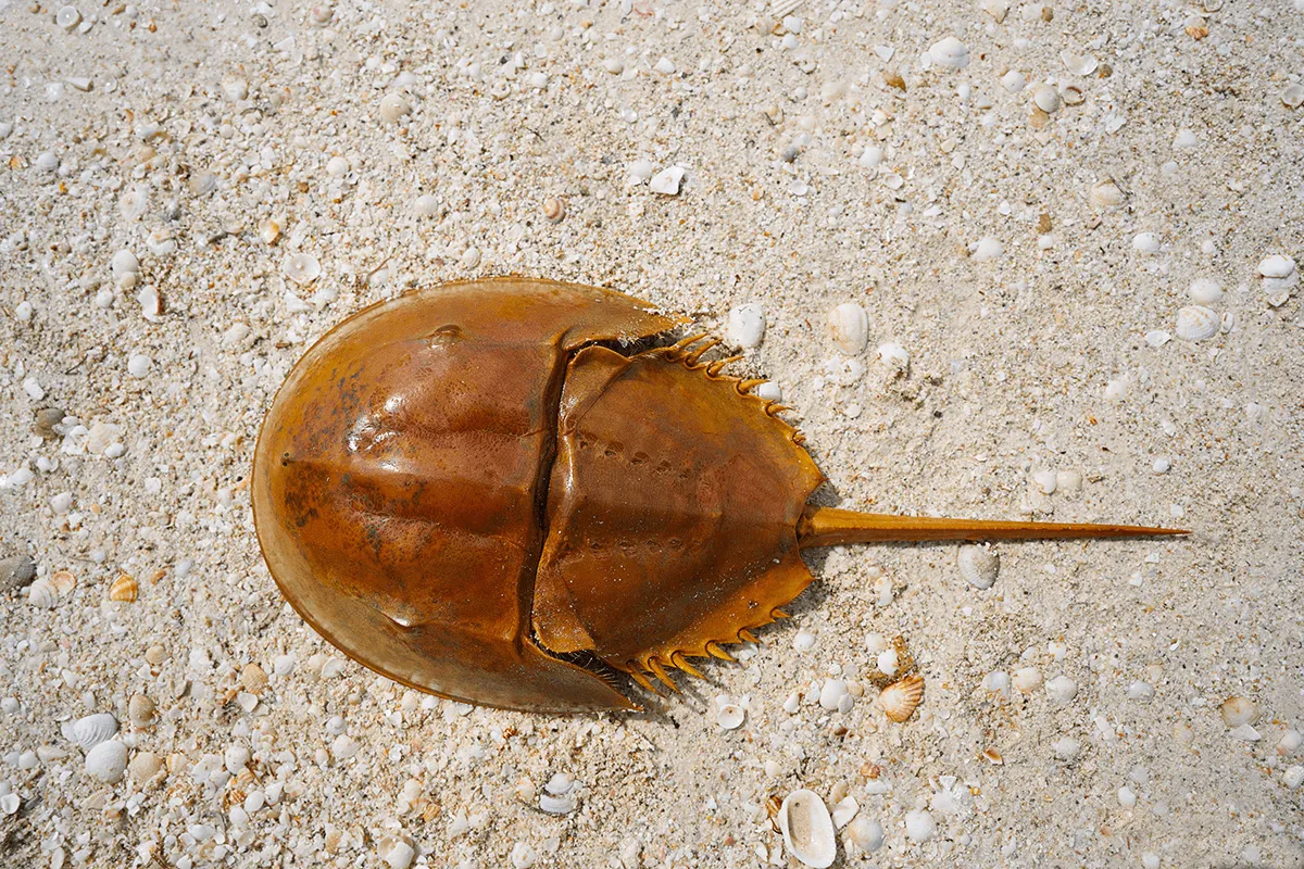 Fig. 1: The horseshoe crab (Limulus polyphemus).
