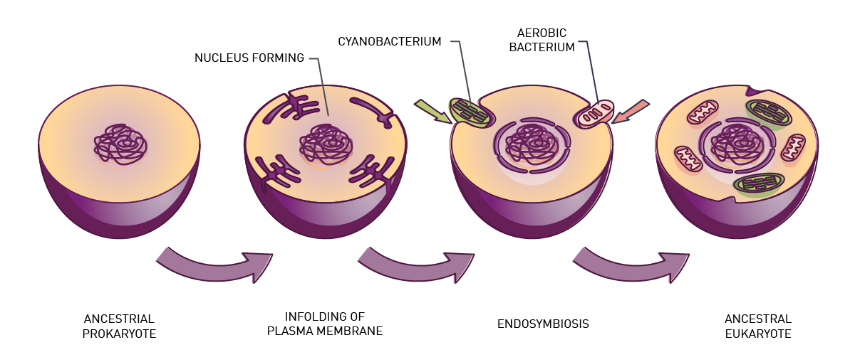 Fig. 1: The stages of endosymbiosis.