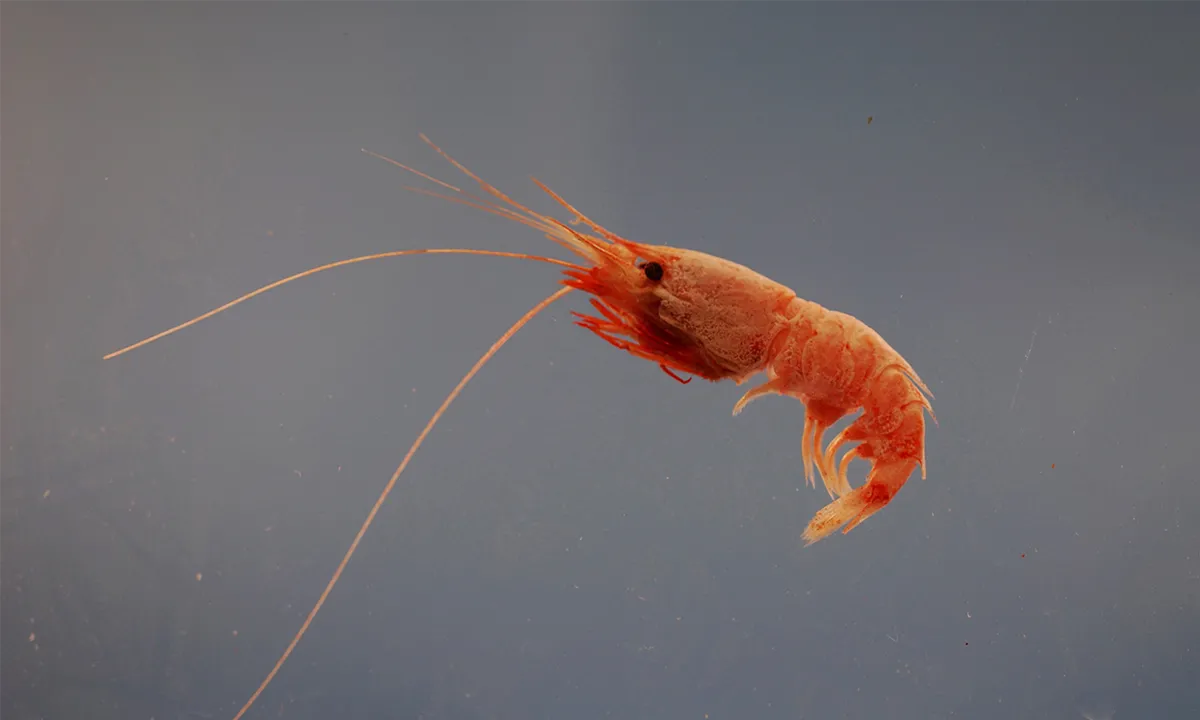 Fig. 3: The deep-sea shrimp Oplophorus gracilirostris secretes the precursor of Nanoluciferase.