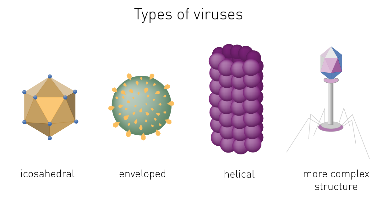 Fig. 1: Types of viruses based on their shape: helical, icosahedra), enveloped and more complex structures.