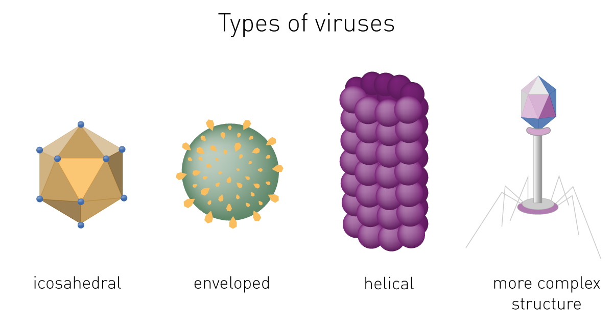 shapes of viruses