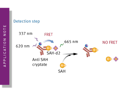 HTRF methyltransferase principle