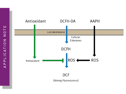 The OxiSelect Cellular Antioxidant Assay (CAA) on the FLUOstar Omega