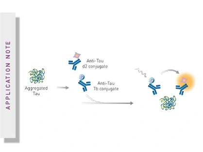 Detection of human tau protein aggregation