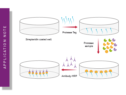 ProteaseTag active NE immunoassay: a rapid test to quantify neutrophil elastase levels in patients