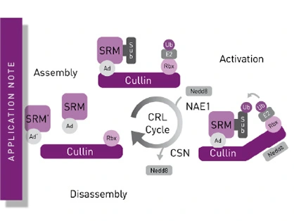 Screening inhibitors for the ubiquitination regulator and anticancer target CSN5 using an HTS fluorescence polarization method