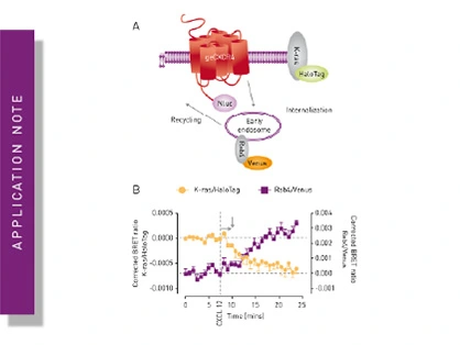 CRISPR/Cas9 genome-edited cells express nanoBRET-donor that monitors protein interaction and trafficking
