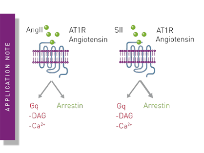 Dual Channel Kinetic assays for detecting ligand bias at GPCRs