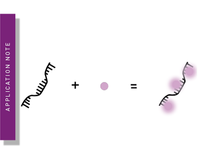 Qubit RNA Quantification of in vitro transcribed crRNAs using an Echo® liquid handler and the CLARIOstar® Plus