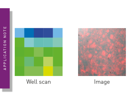 Antiviral assay based on expression of fluorescent proteins by the viruses
