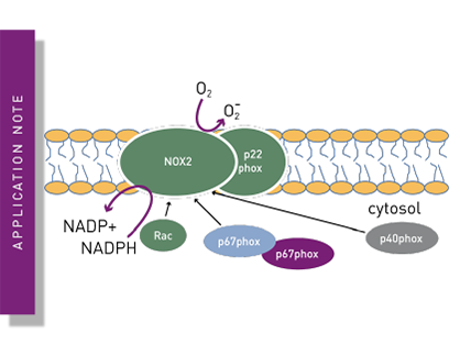 NOX2 Activation Measured by ROS Production Using L-012 Chemiluminescent Probe