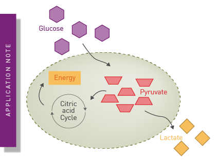 Glucose assay and lactate assay allow to monitor cellular glucose metabolism precisely