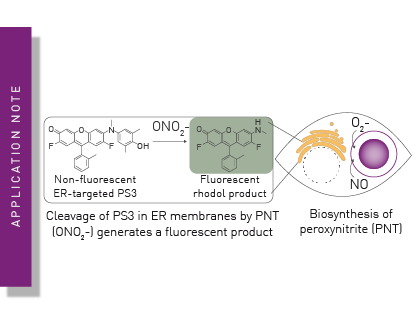 Production of peroxynitrite by cancer-associated immune cells can be detected with a fluorescence-based assay
