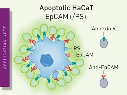 Identification of single-cell immunophenotypes with biocytometry