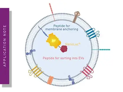The use of luminescent bioengineered extracellular vesicles to measure the effectiveness of extracellular vesicle isolation