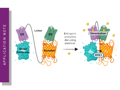 Novel nanoBRET-Based Biosensor Enables Comprehensive Screening of Estrogenic Endocrine-Disrupting Chemicals (eEDCs) in Live Cells 