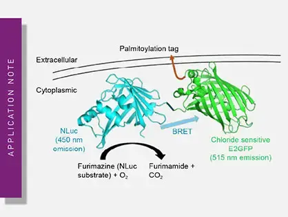 Measurement of intracellular chloride levels with the use of Glorider, a BRET-based biosensor