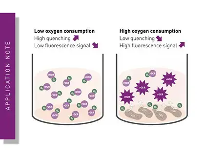 Fluorescence-Based Quantification of Mitochondrial Oxygen Consumption Using the Mito-rOCR Assay