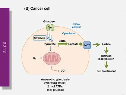 Understanding metabolism in cancer